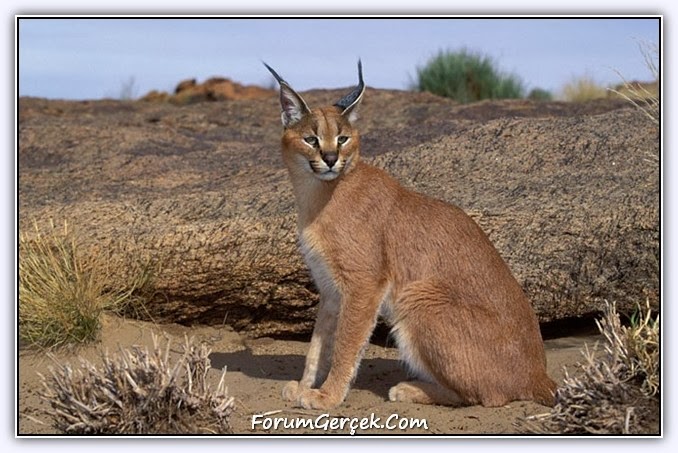 mind my turkey the caracal karakulak caracal size