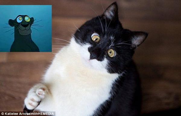 Косоглазый кот Оззи Косоглазый кот Оззи