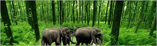 Kunjanagar Eco Park Elephant