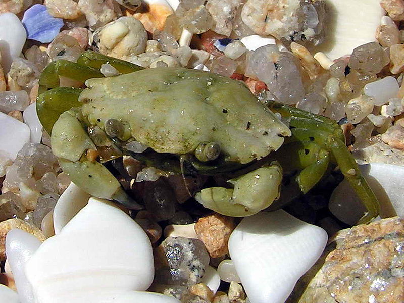 Musings of a Biologist and Dog Lover Invasive Species Green crab