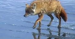 Kumpulan Narrative Text Dongeng Legenda Terlengkap: The Jackal and the fish