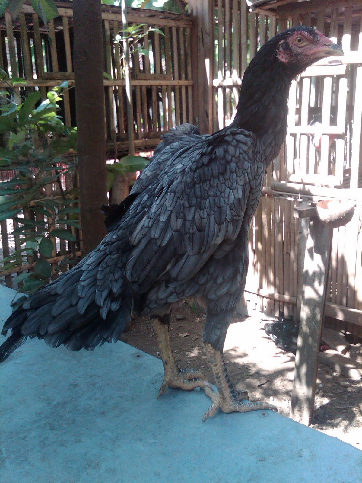 Ayam Bangkok Kandang Mutiara Juli Ayam Bangkok Kandang Mutiara Juli