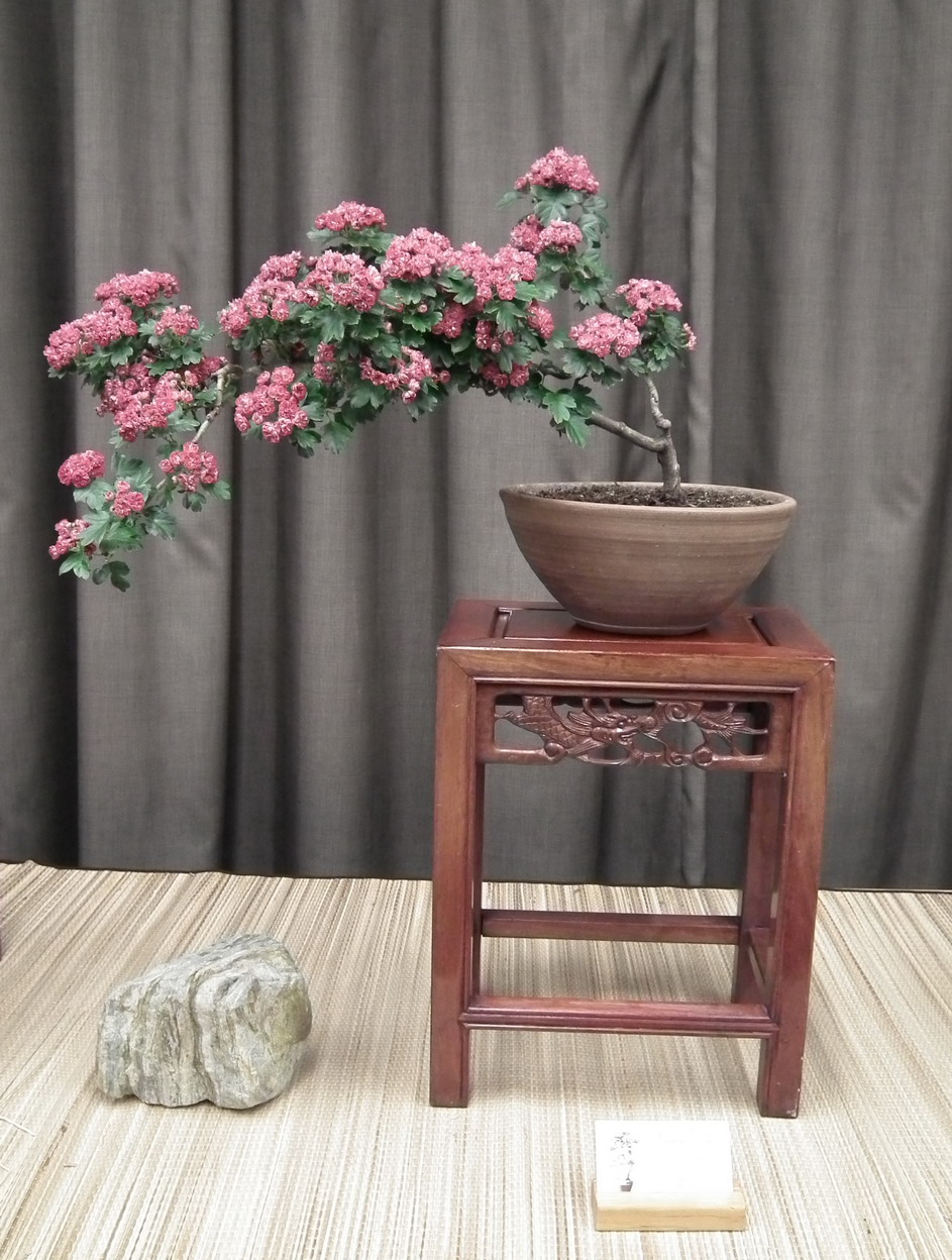 Scented Leaf Taguchi Bonsai 2011 Spring Show Vancouver