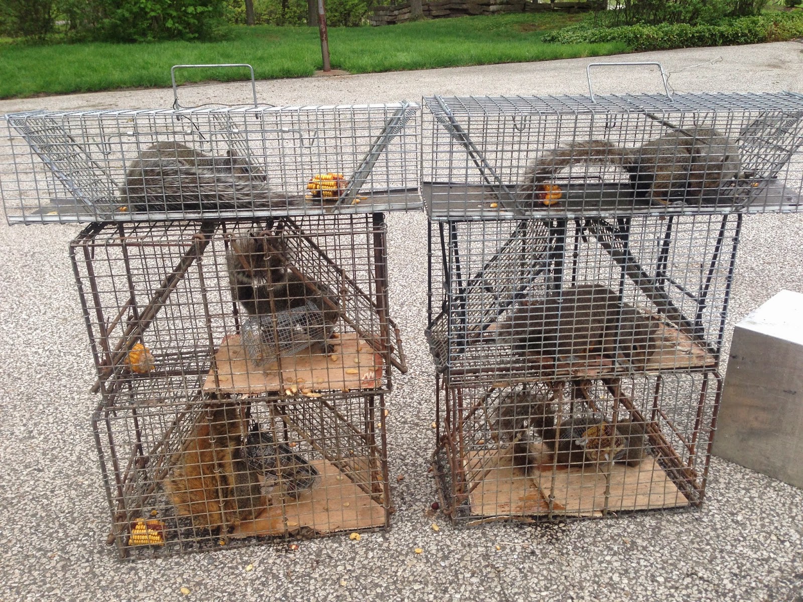 Fox and Gray Squirrels in Comstock traps. Comstock Custom Cages
