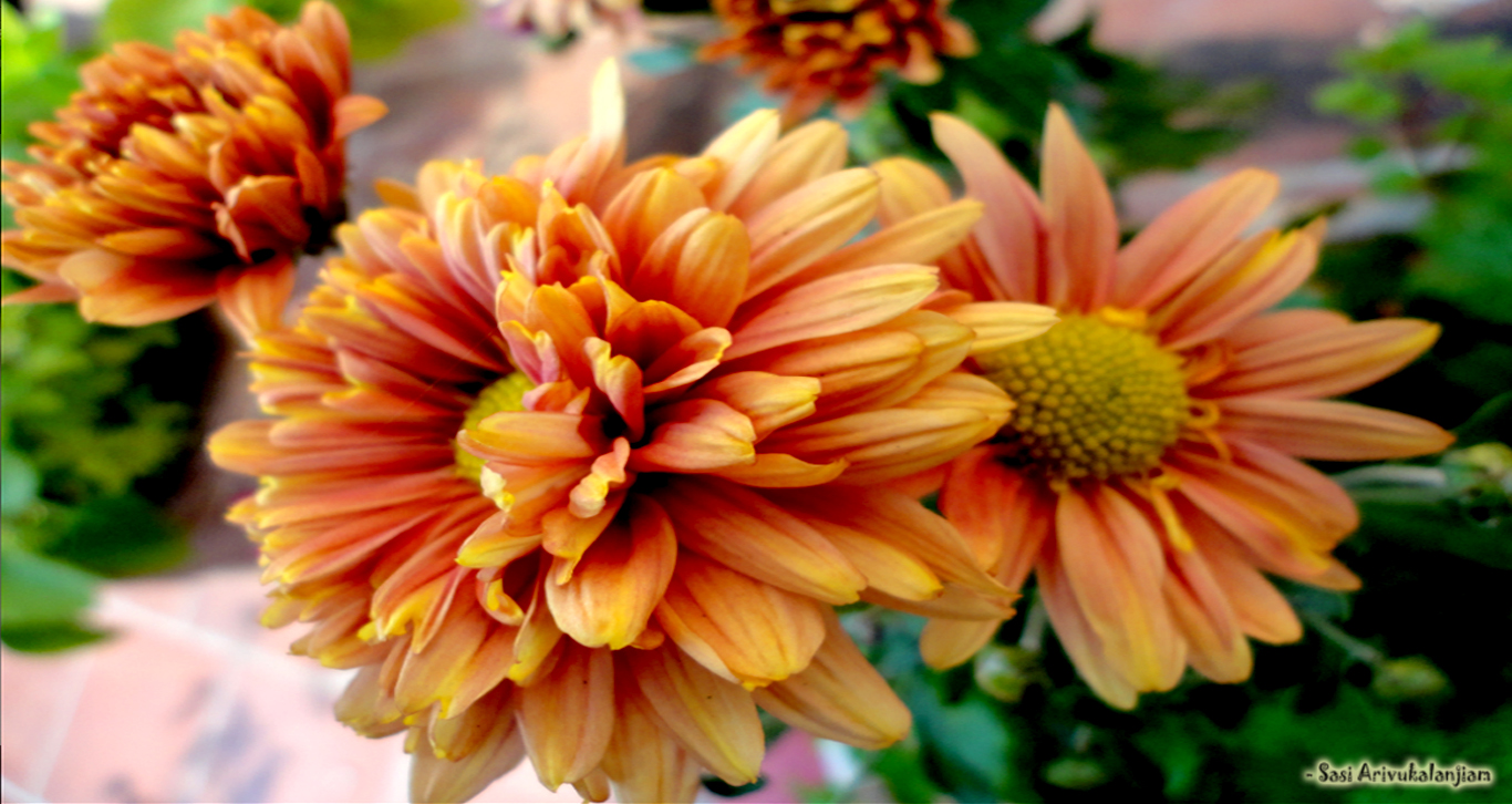 saamanthi Chrysanthemum Marigold Ionic Bendz