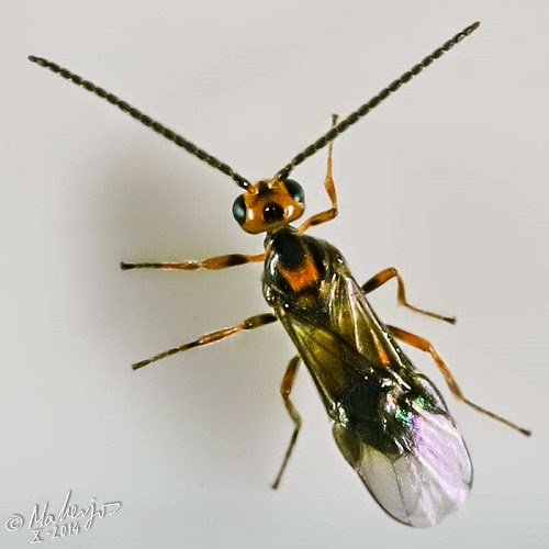 Biodiversidad Costa Granadina y (Fauna) Bracon hebetor