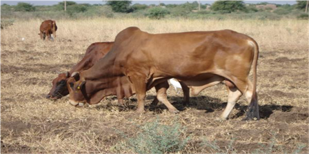 Local Dairy Cattle breeds in Sudan