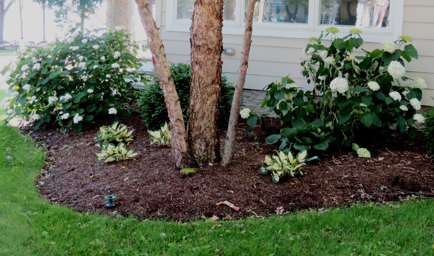 Compare Sun Burned To Fresh Annabelle Hydrangea Bloom Backyard