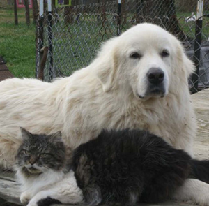 cat_and_dogGreatPyrenees.png