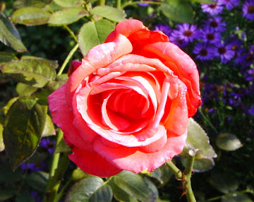 Saugatuck Rose