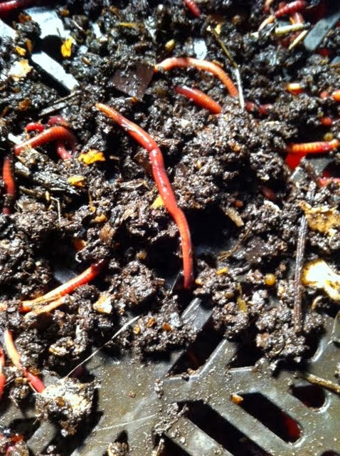 compost oogst