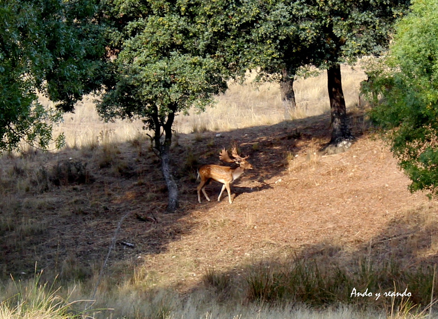 Gamo macho en el Monte de El Pardo 