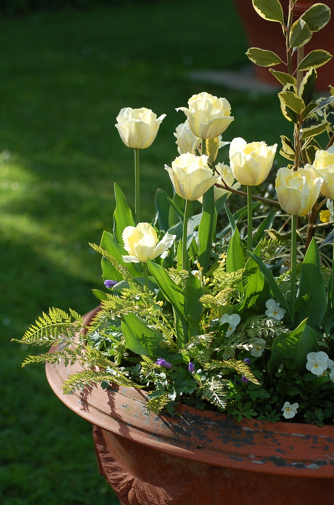 Potting Up... tulips.