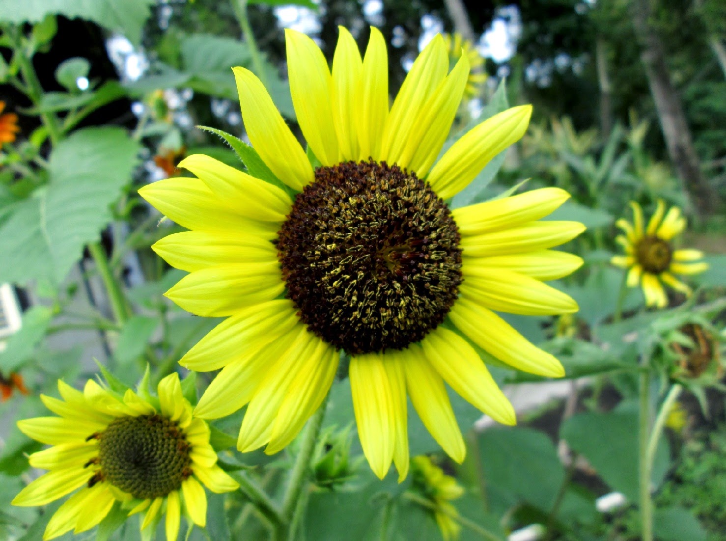 Tips & Care Sunflower