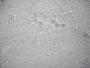 Lion "PUG MARKS" on side of jeep road in forest.