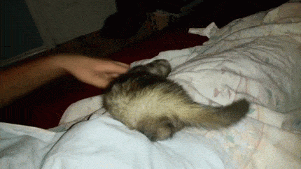 animal gifs, ferret falls from bed