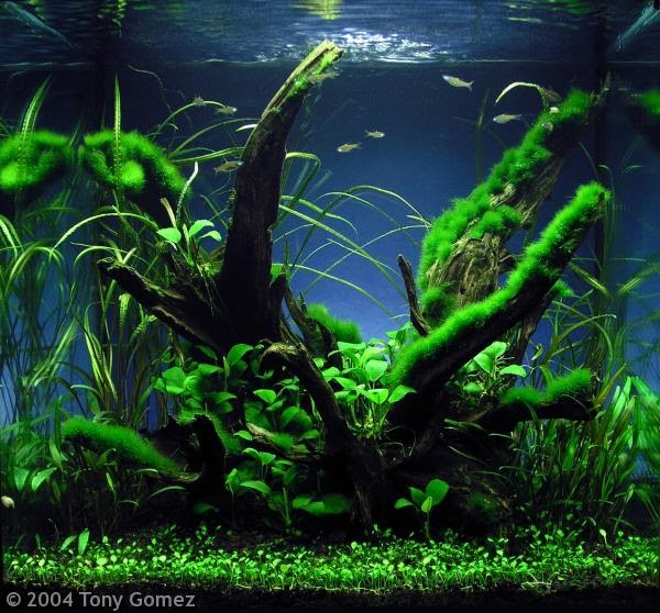 AquaticsZone Common Aquarium Plants for Beginners