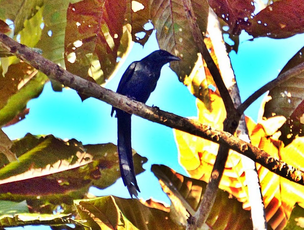 Mengenal Burung Perling Ekor Panjang Kenariku