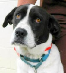 9/21/12 Dogs in High Kill Shelter Nashville North Carolina. Brutus is A Dog in Need-Pointer/Labrado