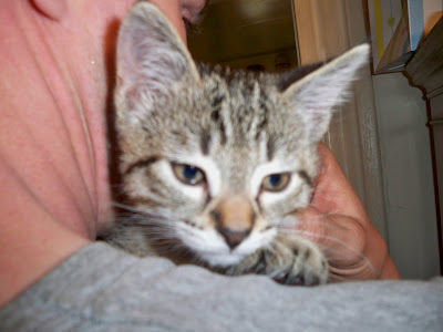 Our new kitten Gino Bennino
