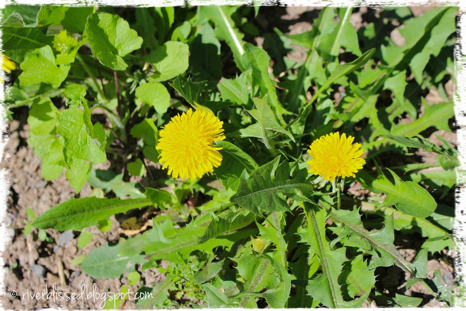 River Bliss Dandelions Underappreciated Perennials