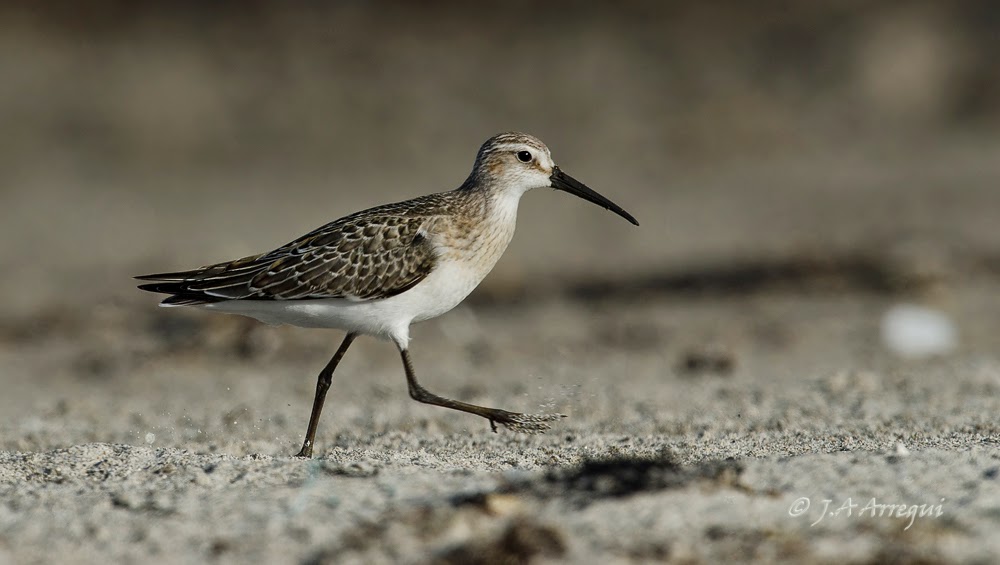 correlimos zarapitin, Calidris ferruginea, Curlew Sandpiper correlimos zarapitin, Calidris ferruginea, Curlew Sandpiper
