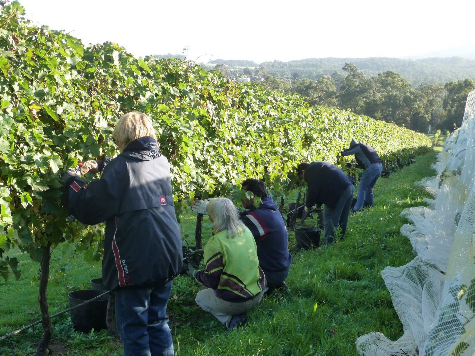 FTG Wine Group Perfect grape picking day!