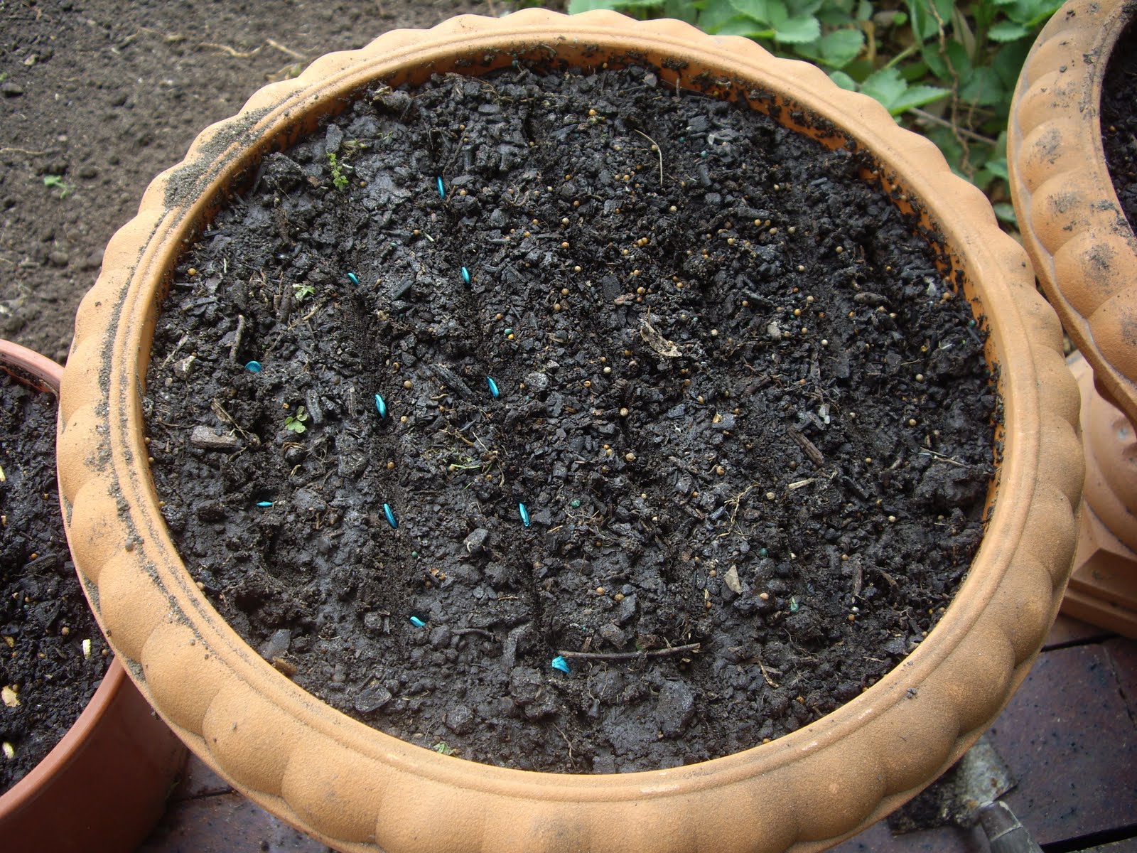 Kitchen Garden Picture Diary choko plants & zucchini lebanese? pumpkin