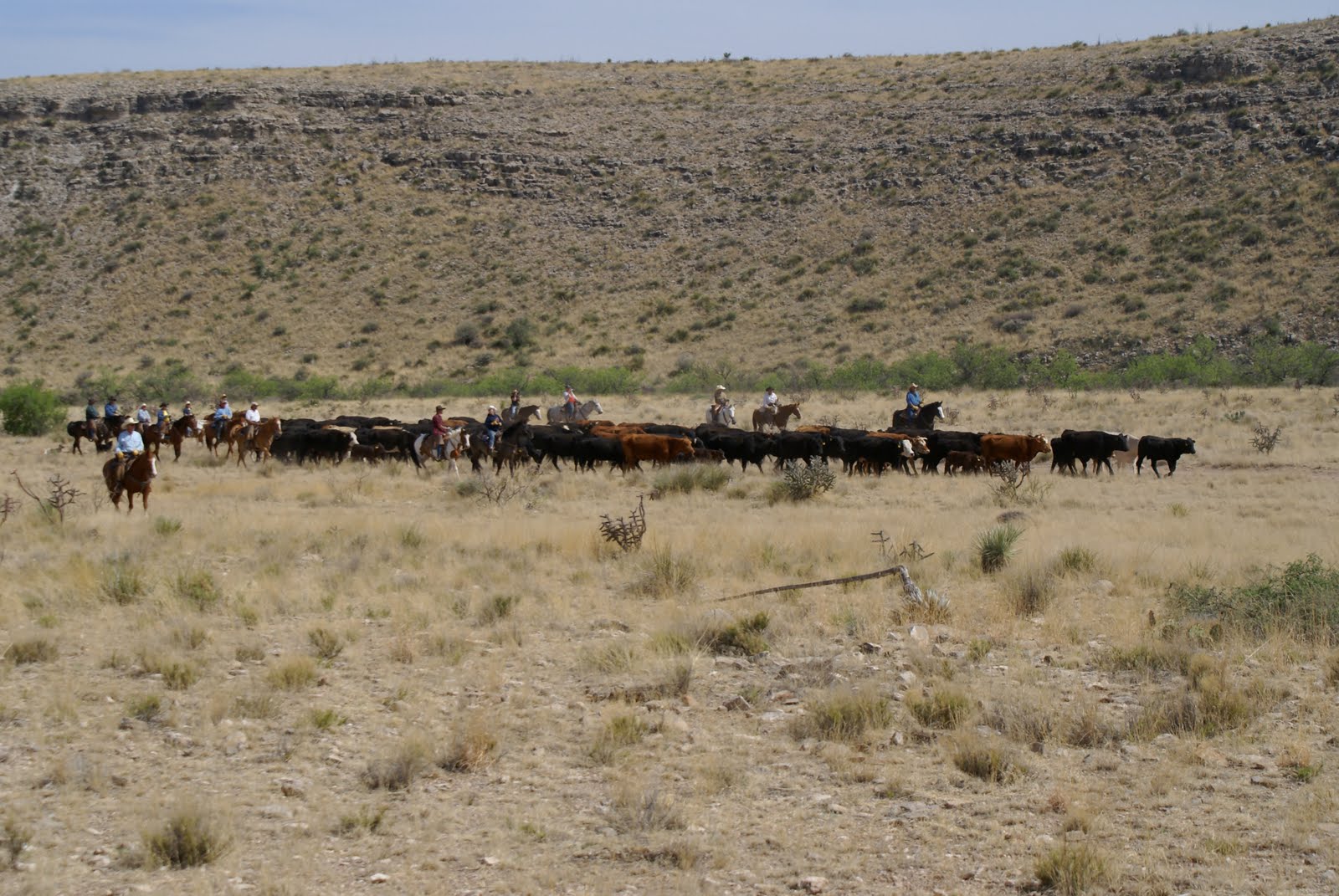 Burntwell Guest Ranch BURNT WELL'S TWO STYLES OF CATTLE DRIVES