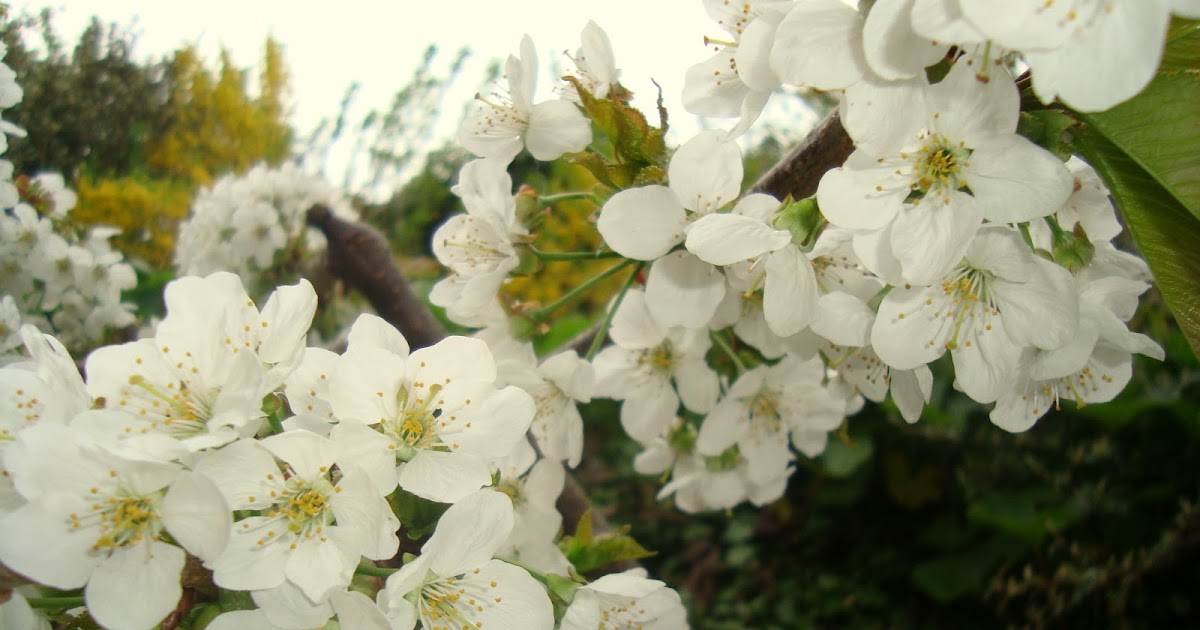 Questioning Answers Autism And Psoriasis