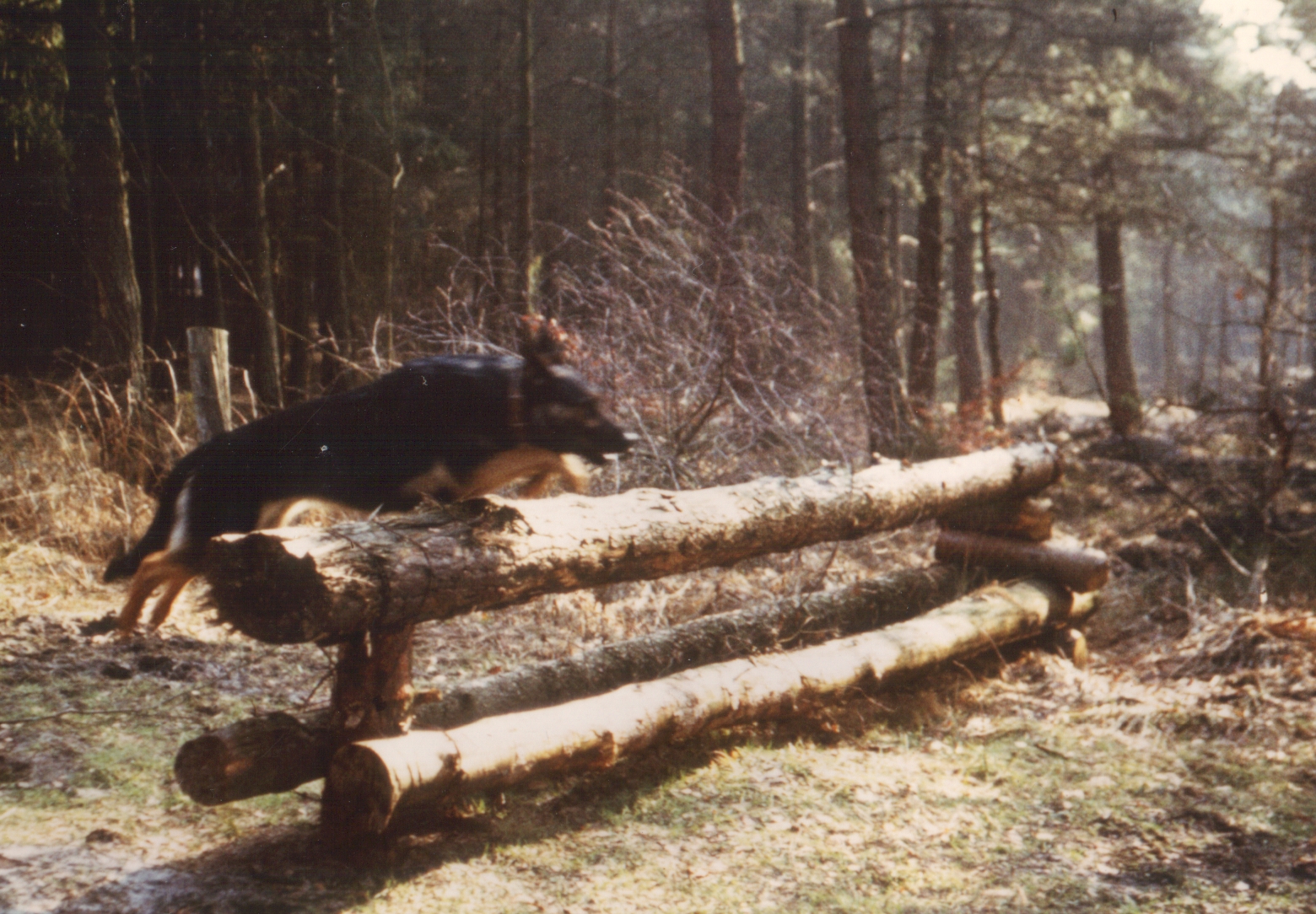 hund abmelden ohne totenschein