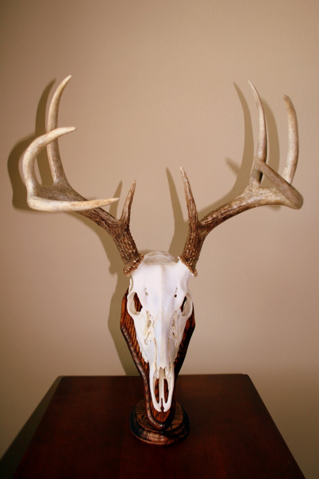 Rob's Hunting Journal: European Mount Desktop Pedestal