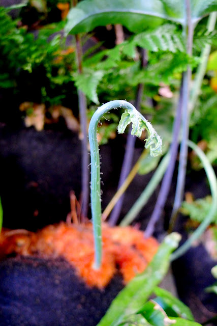 PlantsOnWalls revisits its year-old vertical garden fern wall installation for Urban Bistro in Burlingame, CA. http://PlantsOnWalls.com/