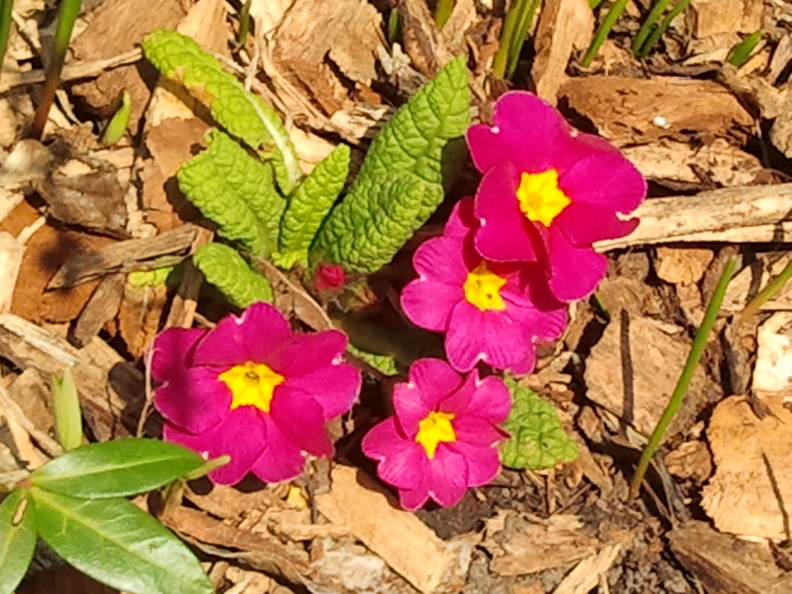 My Walking Pictures Last Weekend of Winter