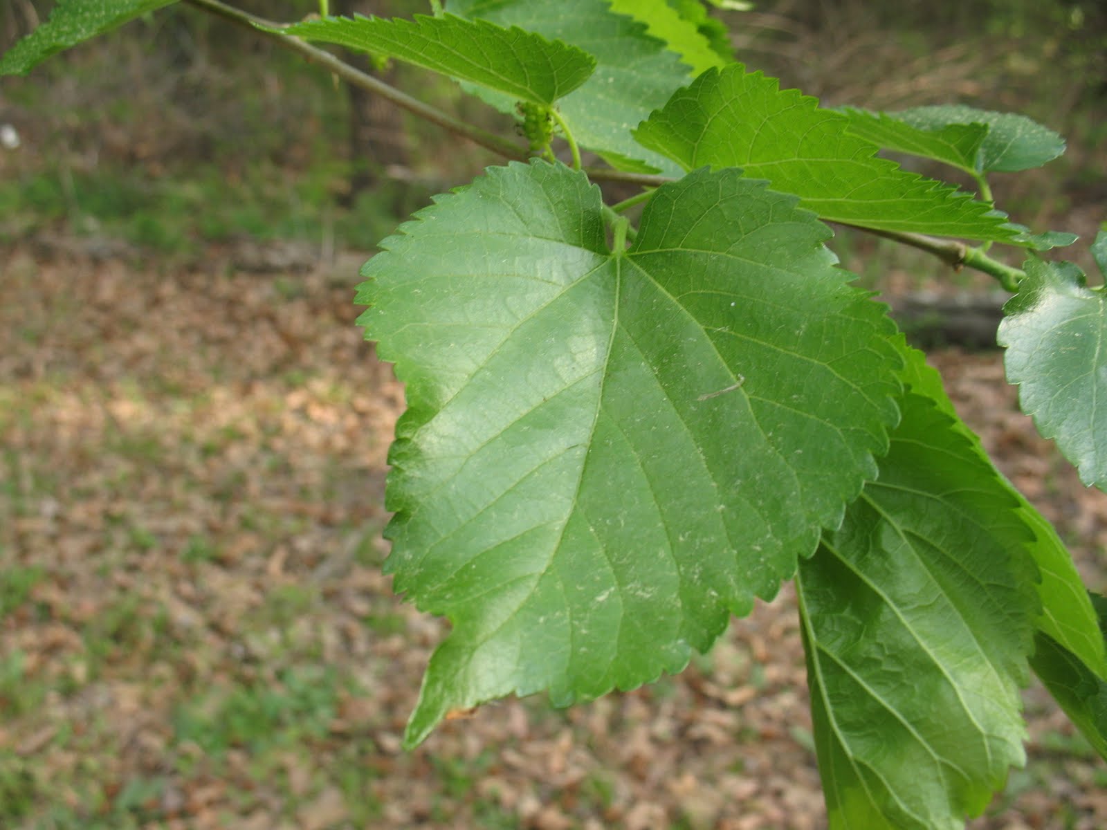 Mulberry Leaves Sensible Survival Edible Plants Mulberries.