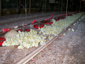 Poultry