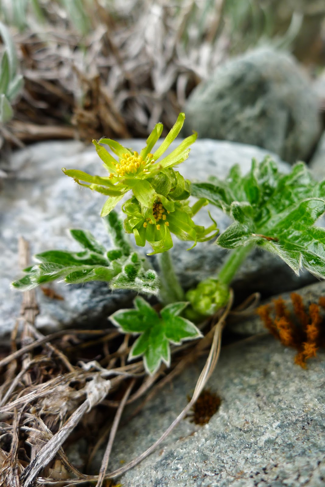 Pdf Native Chilean Fruits And The Effects Of Their Functional