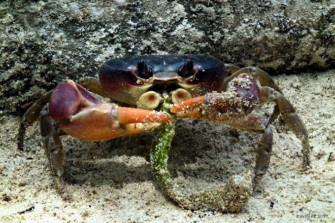 Monsieur Le Crabe