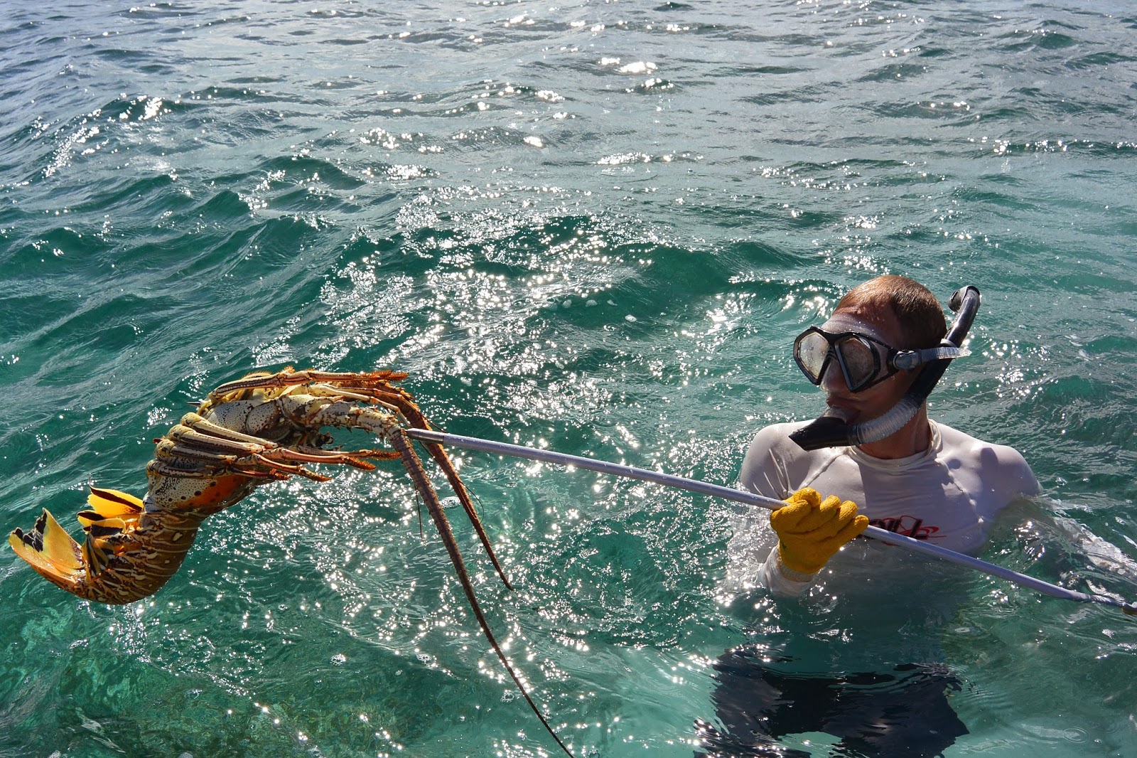 Eventyr Monster lobster in Spanish Wells