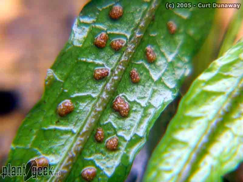 Rachma's Blog TUMBUHAN PAKU