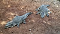 CUBAN CROCODILES