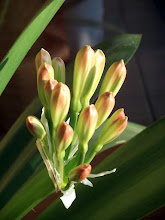 Clivia