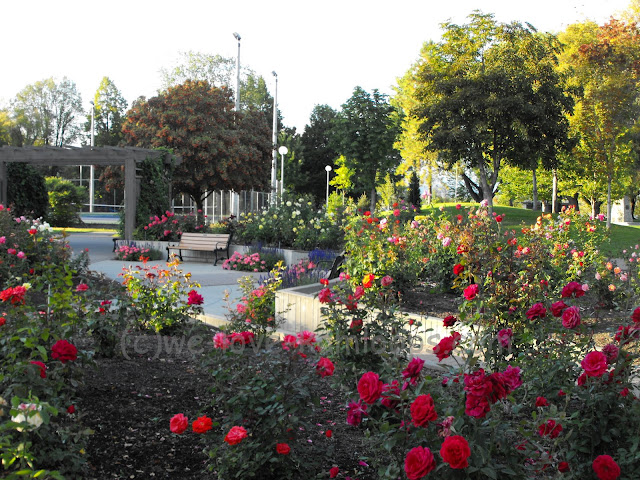 A very large rose garden sits within the Riverside Park.