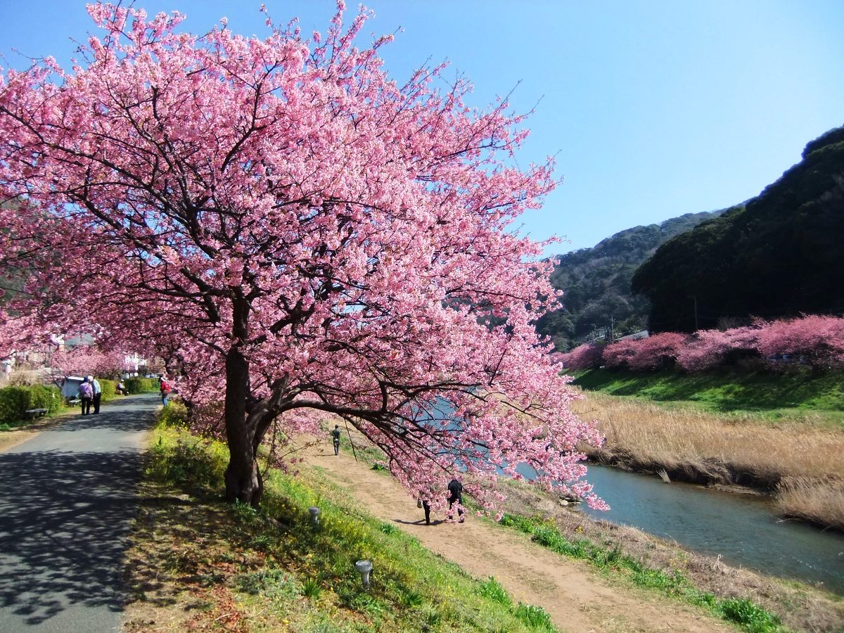 ベイクロスタッフ日記 ｢みなみの桜と菜の花まつり｣画像集