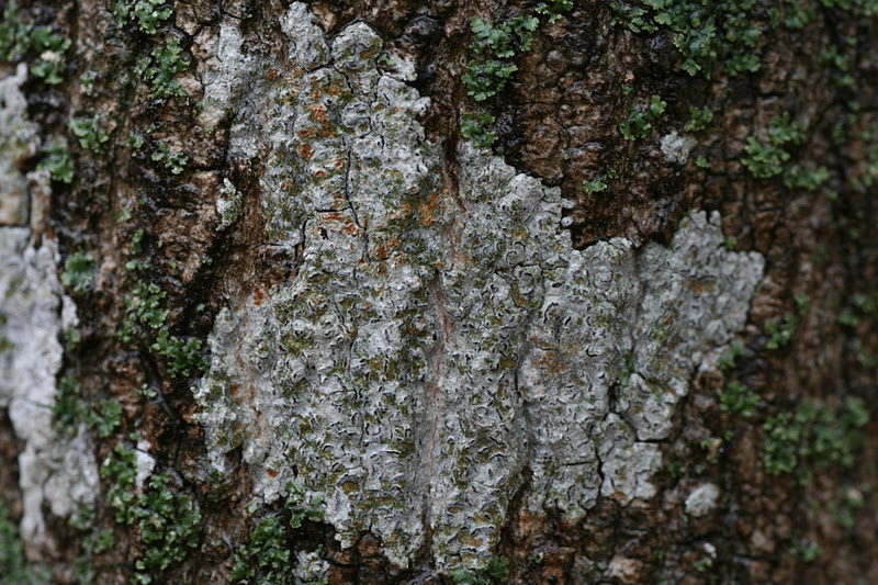 Distracted Naturalist White Spots on Trees