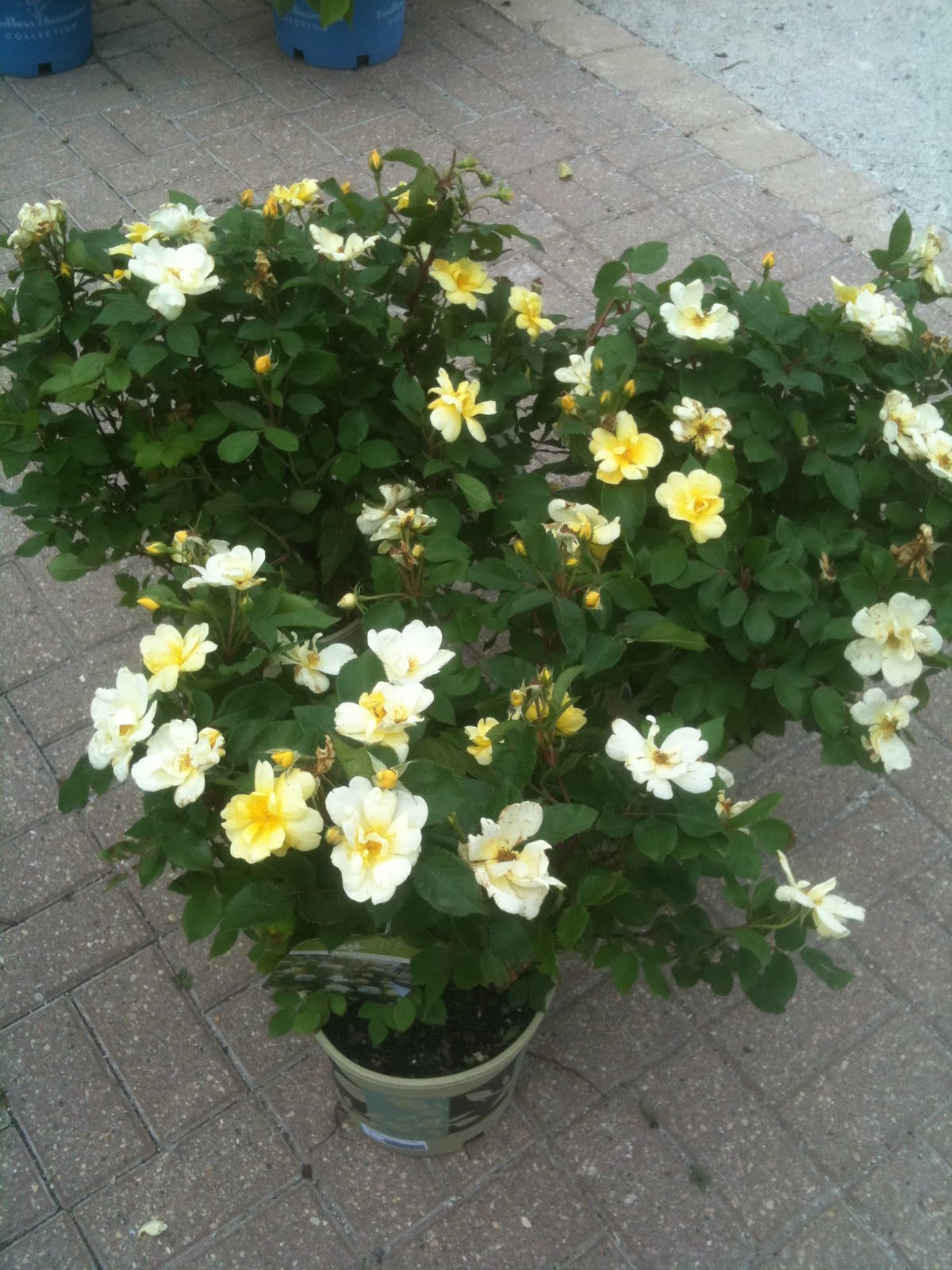 Fertile On Diversey 'Sunny Knockout Roses'