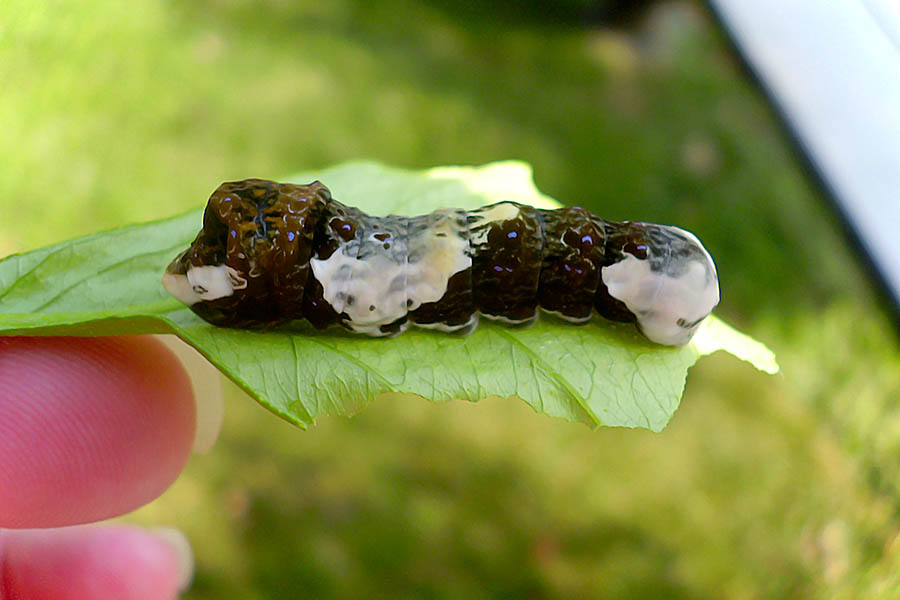 Caterpillar of the day Papilio cresphontes Caterpillar Eyespots