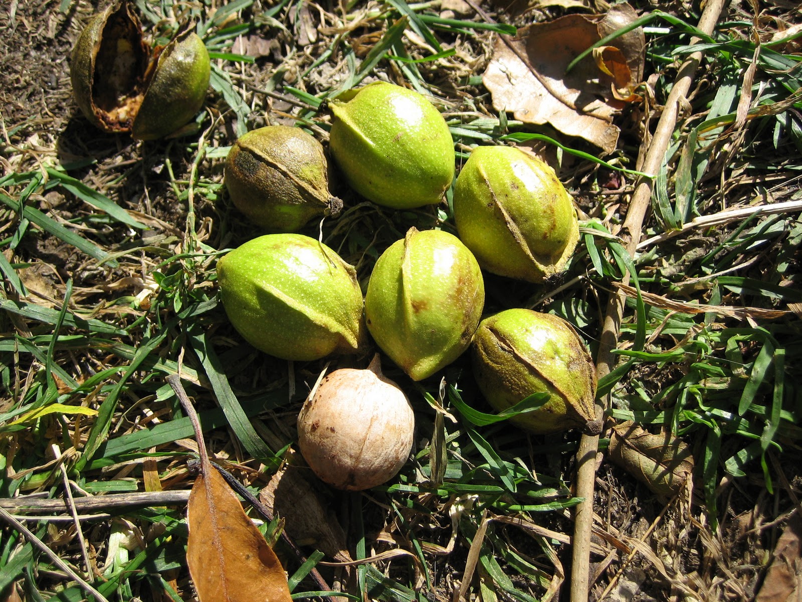Practical Biology science for everyone Fall in the Eastern Deciduous Forest
