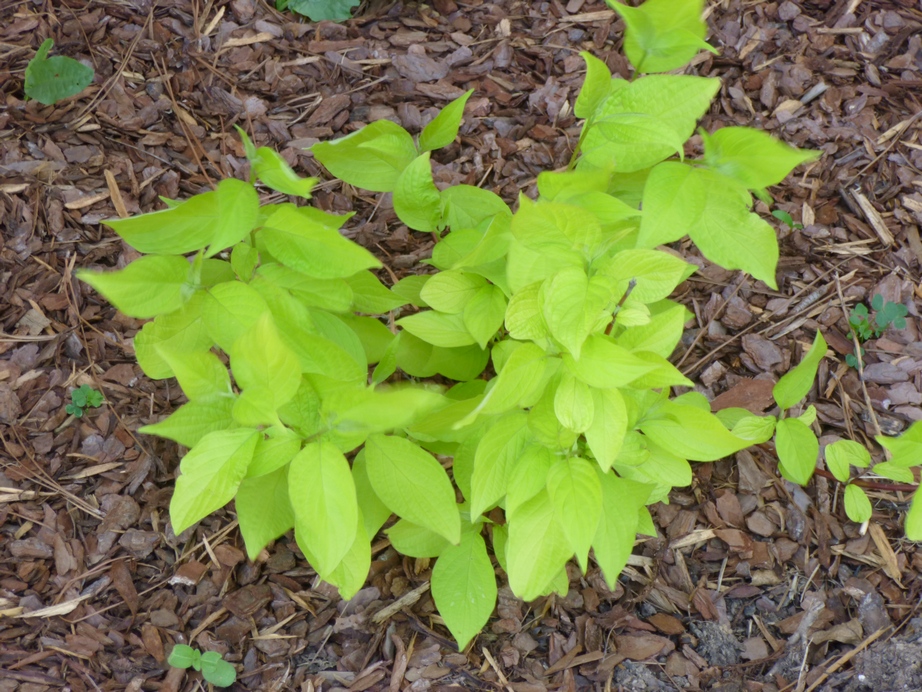 Future Plants By Randy Stewart Oakleaf Hydrangea