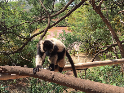 Lemur in Madagaskar